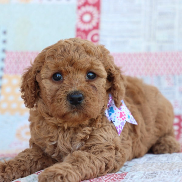 F1bbb Toy Goldendoodle Puppy for Sale