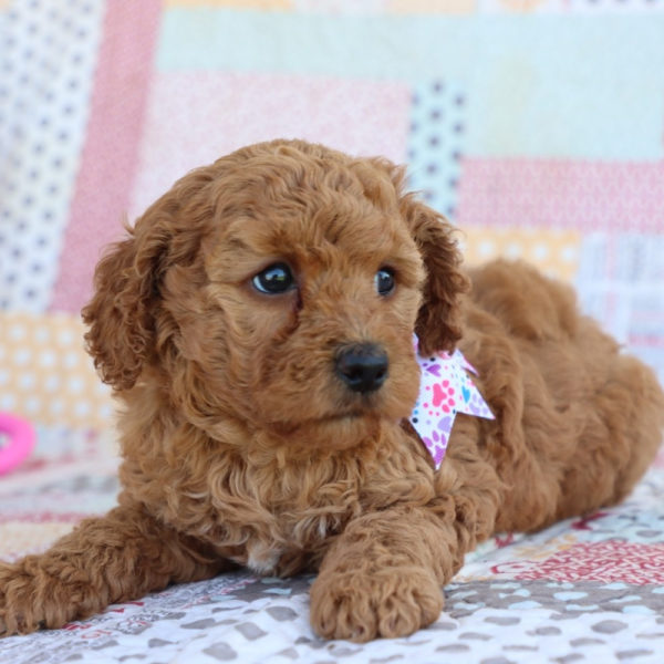 F1bbb Toy Goldendoodle Puppy for Sale