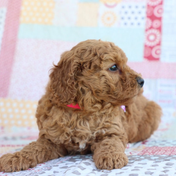 F1bbb Toy Goldendoodle Puppy for Sale