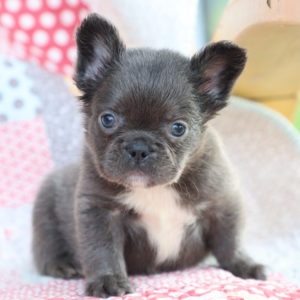 Fluffy French Bulldog Puppy for Sale