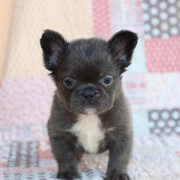 Fluffy French Bulldog Puppy for Sale