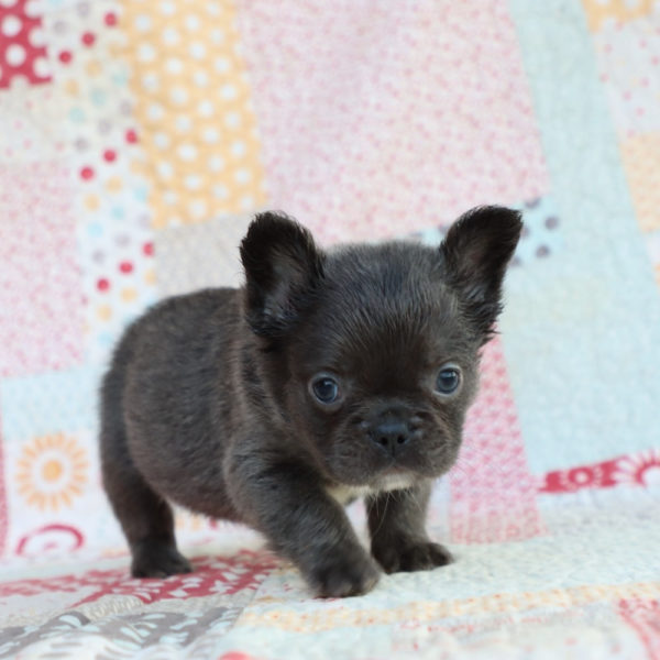 Fluffy French Bulldog Puppy for Sale