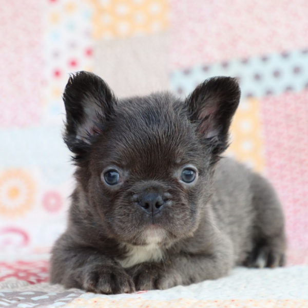 Fluffy French Bulldog Puppy for Sale