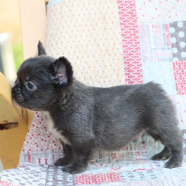 Fluffy French Bulldog Puppy for Sale