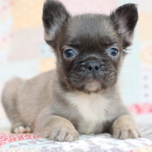 Fluffy French Bulldog Puppy for Sale