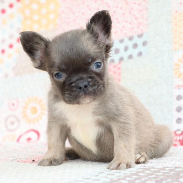 Fluffy French Bulldog Puppy for Sale