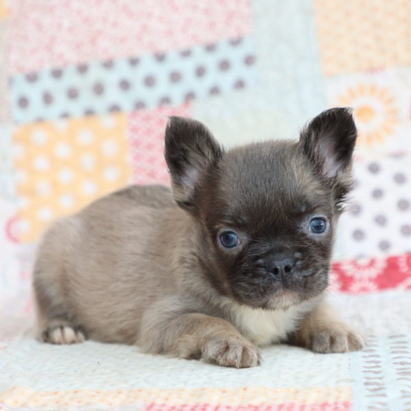 Fluffy French Bulldog Puppy for Sale