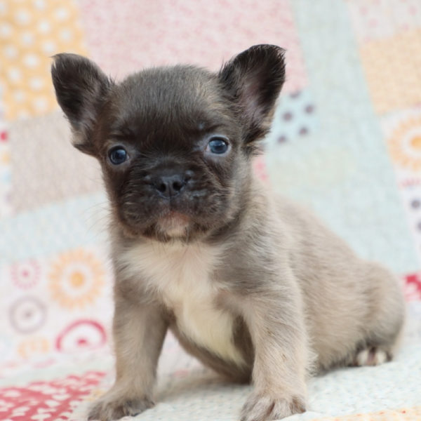 Fluffy French Bulldog Puppy for Sale