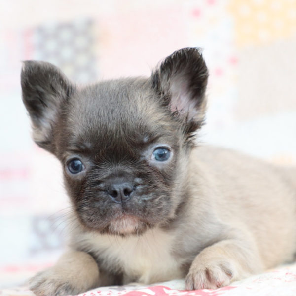 Fluffy French Bulldog Puppy for Sale
