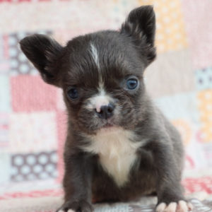 Fluffy French Bulldog Puppy for Sale