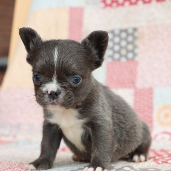 Fluffy French Bulldog Puppy for Sale
