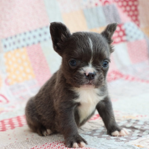 Fluffy French Bulldog Puppy for Sale