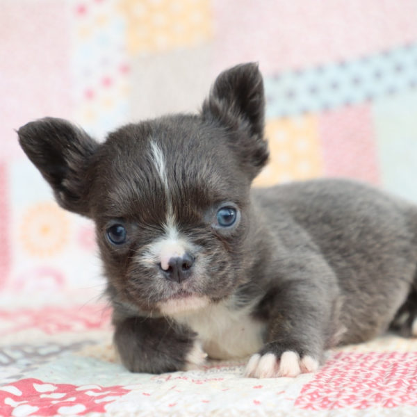 Fluffy French Bulldog Puppy for Sale