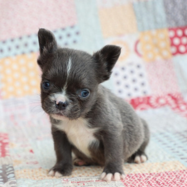 Fluffy French Bulldog Puppy for Sale