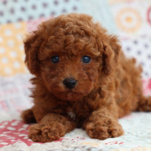 Toy Poodle Puppy for Sale