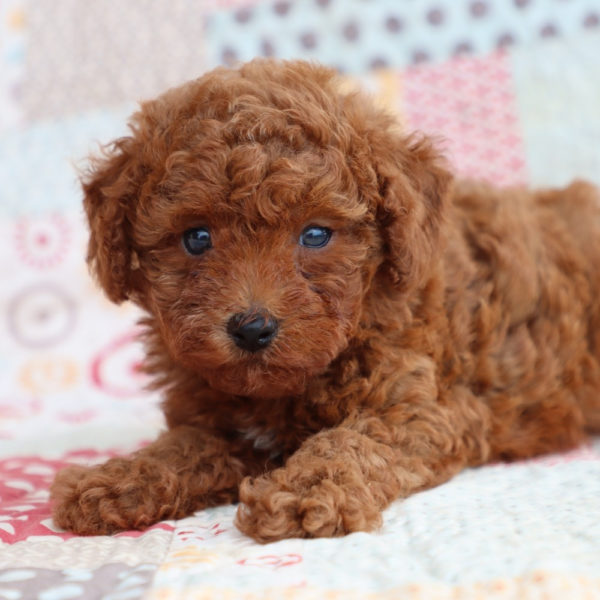 Toy Poodle Puppy for Sale