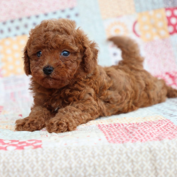 Toy Poodle Puppy for Sale