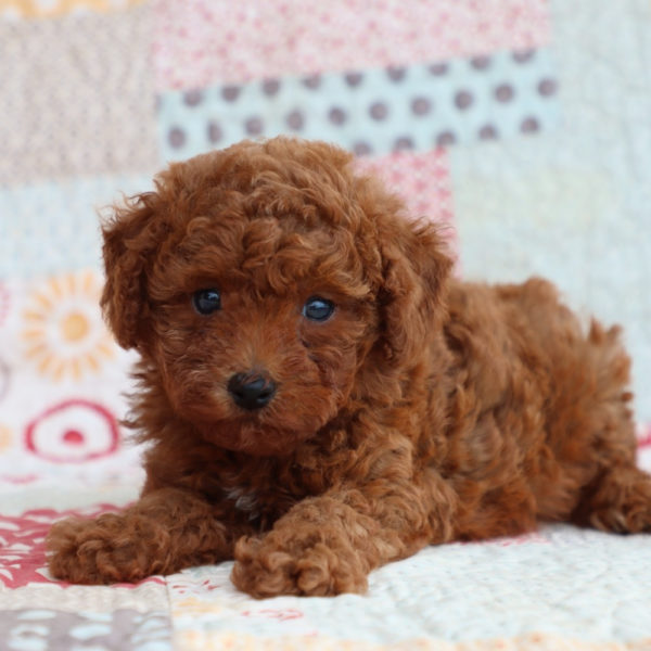 Toy Poodle Puppy for Sale