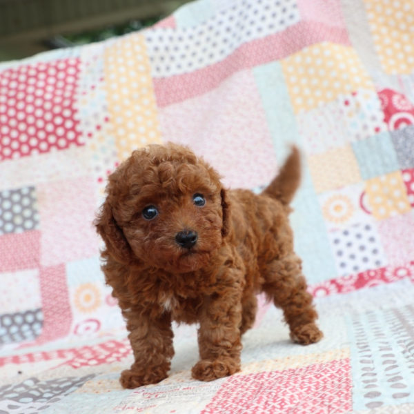 Toy Poodle Puppy for Sale