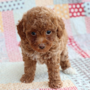 Toy Poodle Puppy for Sale