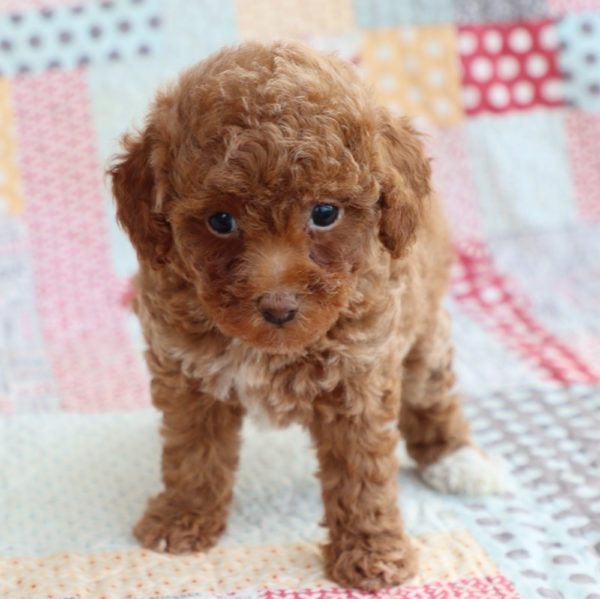 Toy Poodle Puppy for Sale
