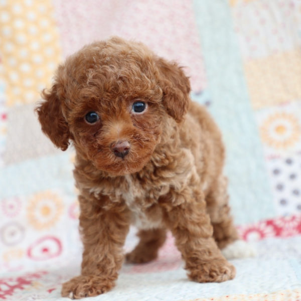 Toy Poodle Puppy for Sale