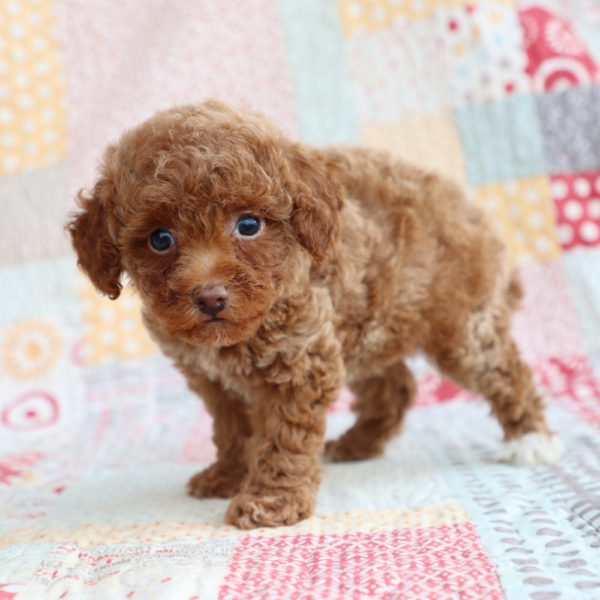 Toy Poodle Puppy for Sale