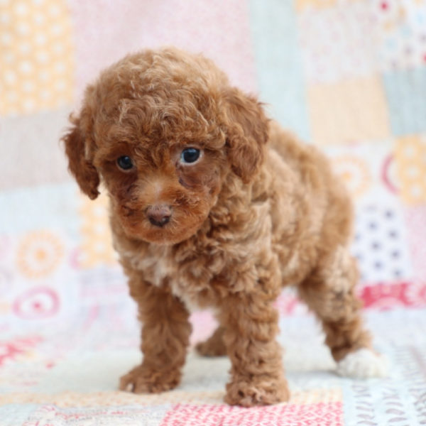 Toy Poodle Puppy for Sale
