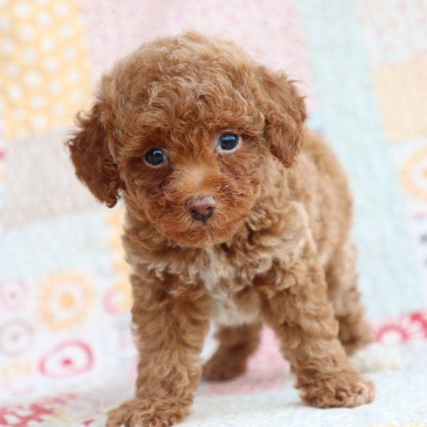 Toy Poodle Puppy for Sale