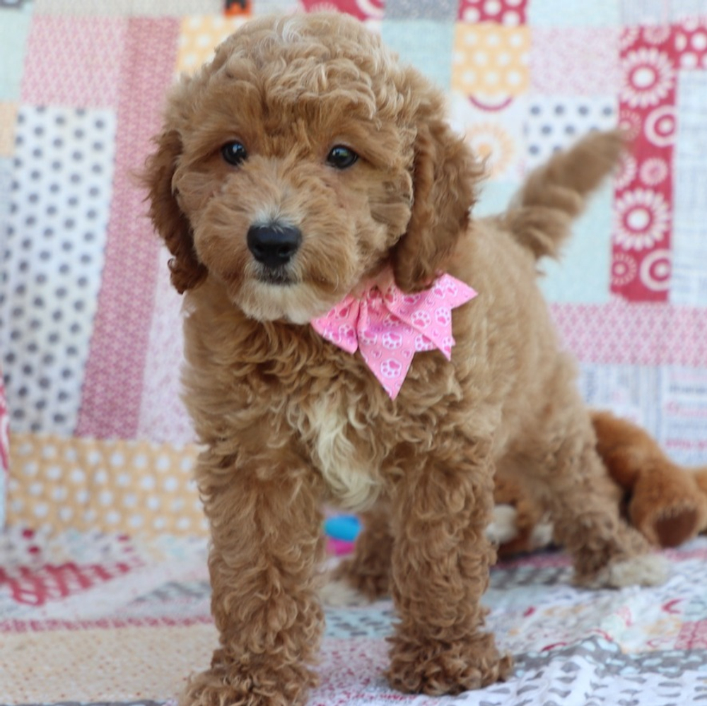 F1bbb Mini Goldendoodle Puppy for Sale in NYC