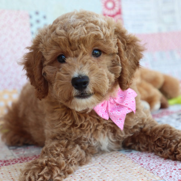 F1bbb Mini Goldendoodle Puppy for Sale