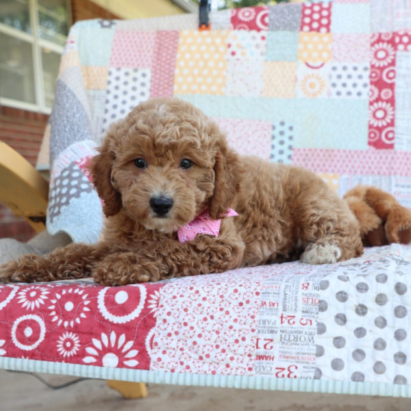 F1bbb Mini Goldendoodle Puppy for Sale