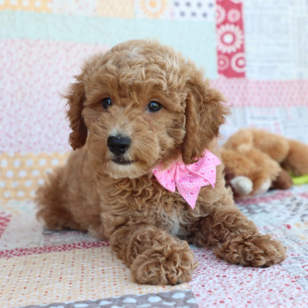 F1bbb Mini Goldendoodle Puppy for Sale