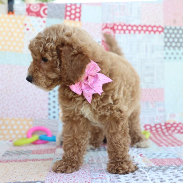 F1bbb Mini Goldendoodle Puppy for Sale
