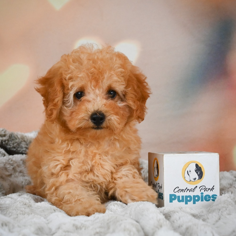F1b Maltipoo Puppy for Sale in NYC