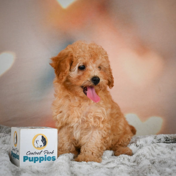 F1b Maltipoo Puppy for Sale