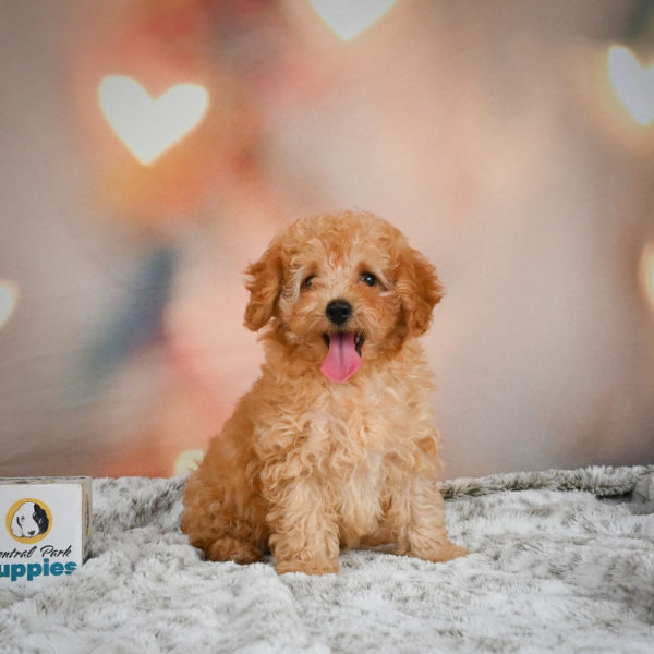 F1b Maltipoo Puppy for Sale