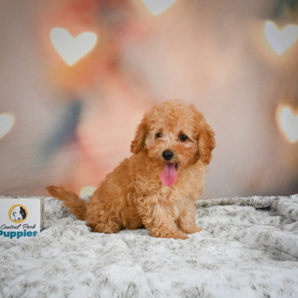 F1b Maltipoo Puppy for Sale