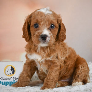 F1 Cavapoo Puppy for Sale