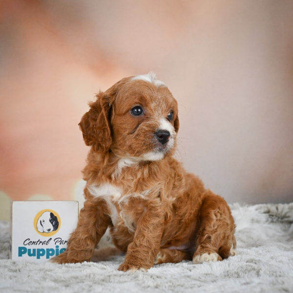 F1 Cavapoo Puppy for Sale