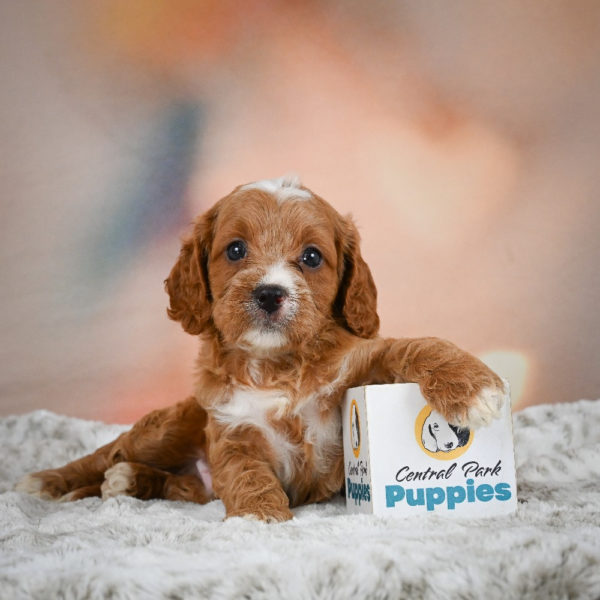 F1 Cavapoo Puppy for Sale