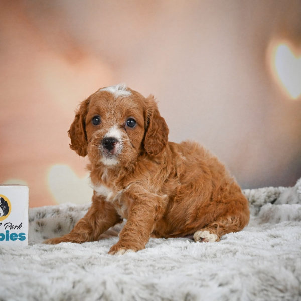F1 Cavapoo Puppy for Sale
