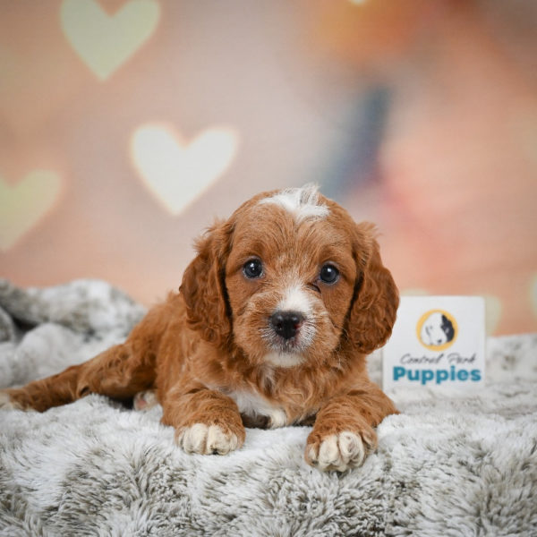 F1 Cavapoo Puppy for Sale