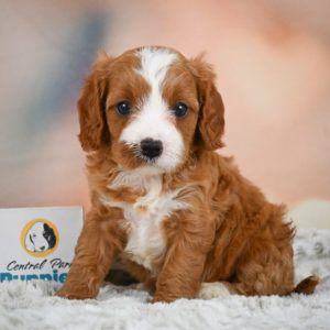 F1 Cavapoo Puppy for Sale