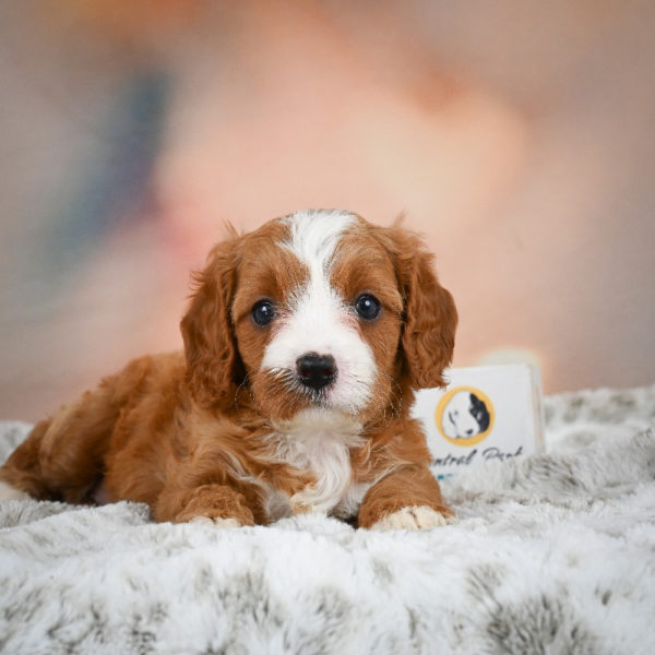 F1 Cavapoo Puppy for Sale