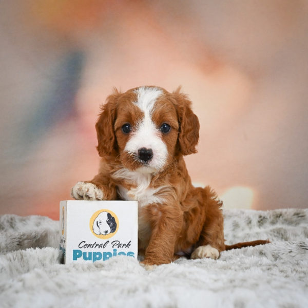 F1 Cavapoo Puppy for Sale