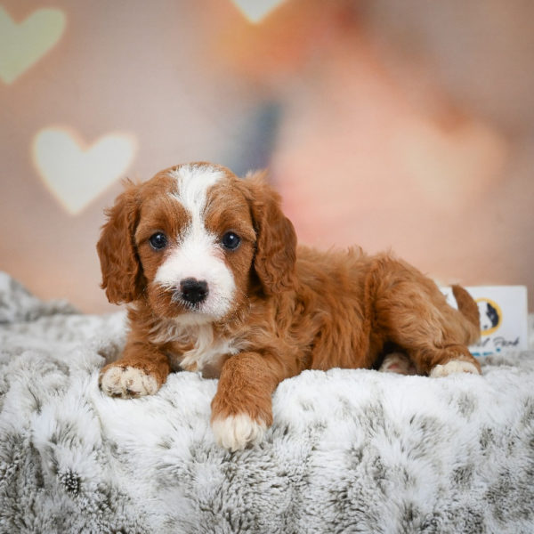 F1 Cavapoo Puppy for Sale