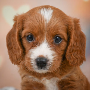 F1 Cavapoo Puppy for Sale