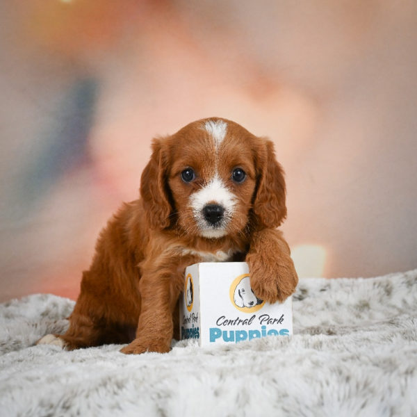 F1 Cavapoo Puppy for Sale