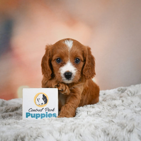 F1 Cavapoo Puppy for Sale